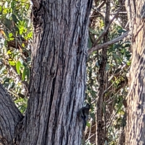 Cormobates leucophaea at Forde, ACT - 28 Jul 2024 12:34 PM