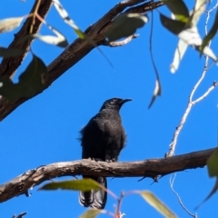 Corcorax melanorhamphos (White-winged Chough) at Forde, ACT - 28 Jul 2024 by mroseby