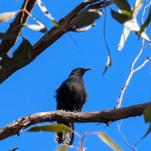 Corcorax melanorhamphos at Forde, ACT - 28 Jul 2024 12:30 PM