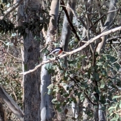 Petroica boodang (Scarlet Robin) at Forde, ACT - 28 Jul 2024 by mroseby