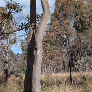 Rhipidura albiscapa at Bonner, ACT - 28 Jul 2024