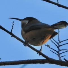 Acanthorhynchus tenuirostris (Eastern Spinebill) at Aranda, ACT - 28 Jul 2024 by KMcCue