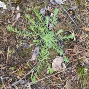 Leptorhynchos squamatus subsp. squamatus at Fraser, ACT - 23 Jul 2024 10:05 AM