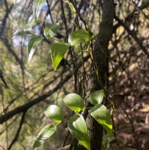 Asparagus asparagoides at Watson, ACT - 28 Jul 2024