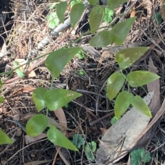 Asparagus asparagoides at Watson, ACT - 28 Jul 2024