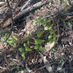 Asparagus asparagoides at Watson, ACT - 28 Jul 2024