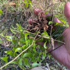 Asparagus asparagoides at Watson, ACT - 28 Jul 2024