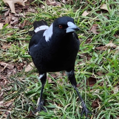 Gymnorhina tibicen (Australian Magpie) at Braidwood, NSW - 28 Jul 2024 by MatthewFrawley