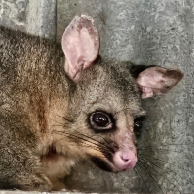 Trichosurus vulpecula (Common Brushtail Possum) at Braidwood, NSW - 28 Jul 2024 by MatthewFrawley