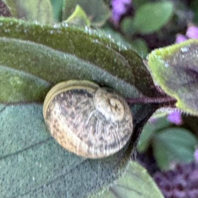 Cornu aspersum (Common Garden Snail) at Teralba, NSW - 28 Jul 2024 by Hejor1