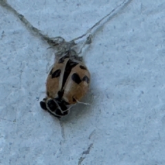 Hippodamia variegata (Spotted Amber Ladybird) at Speers Point, NSW - 28 Jul 2024 by Hejor1