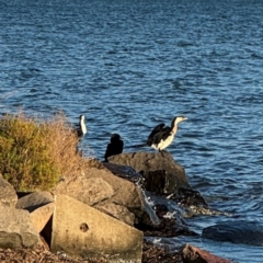 Microcarbo melanoleucos (Little Pied Cormorant) at Speers Point, NSW - 28 Jul 2024 by Hejor1