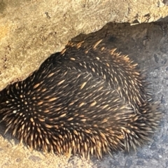 Tachyglossus aculeatus (Short-beaked Echidna) at Ainslie, ACT - 28 Jul 2024 by Clarel