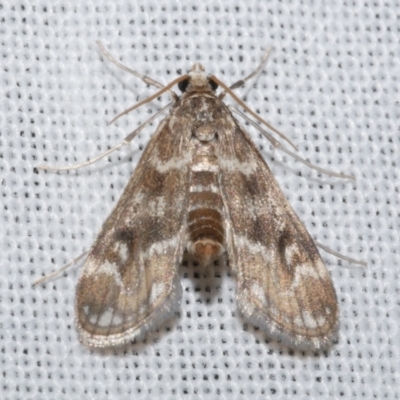 Hygraula nitens (Pond Moth) at Freshwater Creek, VIC - 21 Dec 2022 by WendyEM