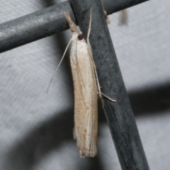 Culladia cuneiferellus (Crambinae moth) at Freshwater Creek, VIC - 21 Dec 2022 by WendyEM