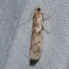 Ephestiopsis oenobarella (a Phycitine moth) at Freshwater Creek, VIC - 21 Dec 2022 by WendyEM