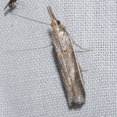 Etiella behrii (Lucerne Seed Web Moth) at Freshwater Creek, VIC - 21 Dec 2022 by WendyEM