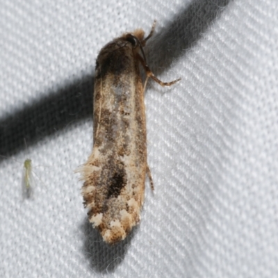 Moerarchis inconcisella (A tineid moth) at Freshwater Creek, VIC - 21 Dec 2022 by WendyEM