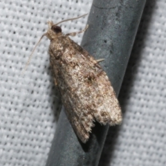 Capua dura (A Tortricid moth) at Freshwater Creek, VIC - 21 Dec 2022 by WendyEM