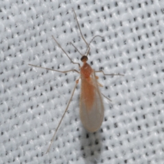 Cecidomyiidae (family) (Gall gnat) at Freshwater Creek, VIC - 21 Dec 2022 by WendyEM