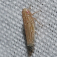 Cicadellidae (family) at Freshwater Creek, VIC - 22 Dec 2022 by WendyEM