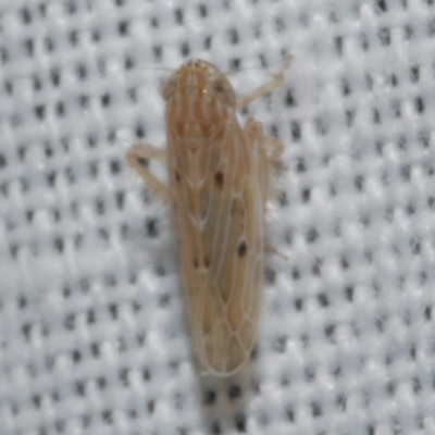 Maiestas vetus (A leafhopper) at Freshwater Creek, VIC - 22 Dec 2022 by WendyEM