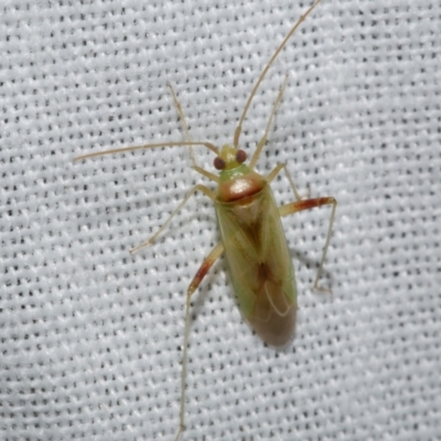 Creontiades dilutus (Green Mirid) at Freshwater Creek, VIC - 22 Dec 2022 by WendyEM