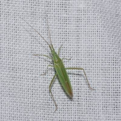 Miridae (family) at Freshwater Creek, VIC - 22 Dec 2022 by WendyEM