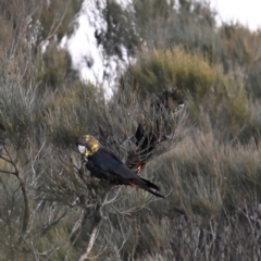 Calyptorhynchus lathami lathami (Glossy Black-Cockatoo) at Wentworth Falls, NSW - 26 Jul 2024 by davidcunninghamwildlife