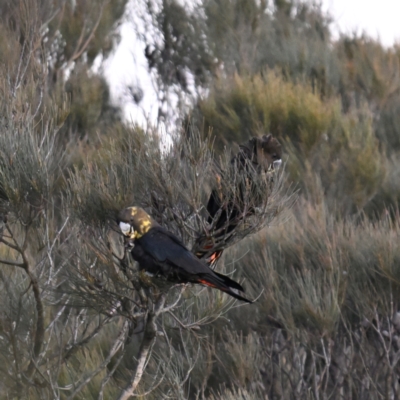 Calyptorhynchus lathami lathami (Glossy Black-Cockatoo) at Wentworth Falls, NSW - 26 Jul 2024 by davidcunninghamwildlife