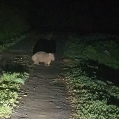 Vombatus ursinus (Common wombat, Bare-nosed Wombat) at Upper Kangaroo Valley, NSW - 26 Jul 2024 by Baronia