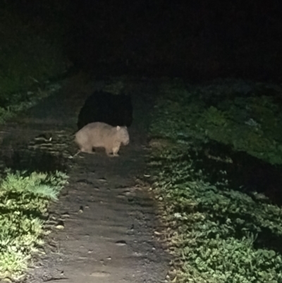 Vombatus ursinus (Common wombat, Bare-nosed Wombat) at Upper Kangaroo Valley, NSW - 26 Jul 2024 by Baronia