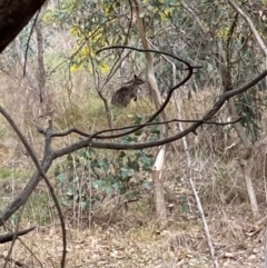 Wallabia bicolor (Swamp Wallaby) at Brindabella, NSW - 28 Jul 2024 by Rosie
