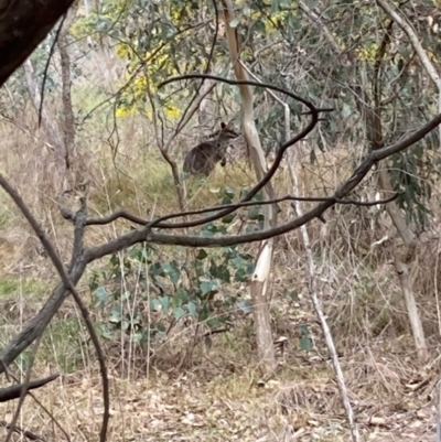 Wallabia bicolor (Swamp Wallaby) at Brindabella, NSW - 28 Jul 2024 by Rosie