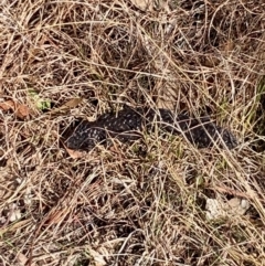 Tiliqua rugosa (Shingleback Lizard) at Hall, ACT - 24 Jul 2024 by Rosie