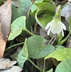 Viola odorata (Sweet Violet, Common Violet) at Ainslie, ACT - 28 Jul 2024 by Clarel