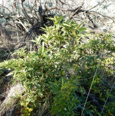 Pittosporum undulatum (Sweet Pittosporum) at Flynn, ACT - 14 May 2016 by Rosie