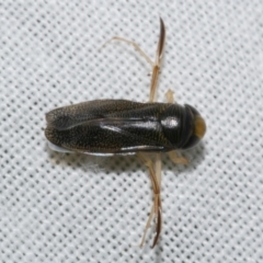 Sigara (genus) at Freshwater Creek, VIC - 26 Dec 2022 12:08 AM