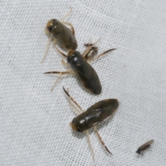 Sigara (genus) at Freshwater Creek, VIC - 26 Dec 2022 12:08 AM