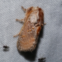 Pseudanapaea (genus) (A cup moth) at Freshwater Creek, VIC - 25 Dec 2022 by WendyEM