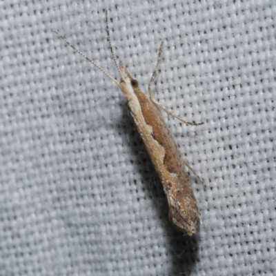 Plutella xylostella (Diamondback Moth) at Freshwater Creek, VIC - 25 Dec 2022 by WendyEM