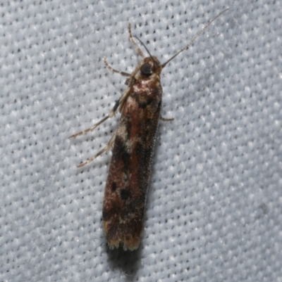 Ephestiopsis oenobarella (a Phycitine moth) at Freshwater Creek, VIC - 25 Dec 2022 by WendyEM