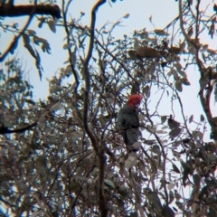 Callocephalon fimbriatum (Gang-gang Cockatoo) at Woomargama, NSW - 28 Jul 2024 by Darcy