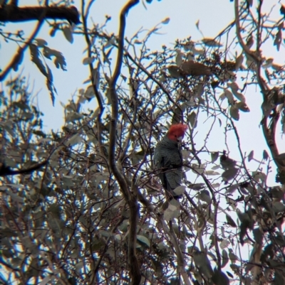 Callocephalon fimbriatum (Gang-gang Cockatoo) at Woomargama, NSW - 28 Jul 2024 by Darcy