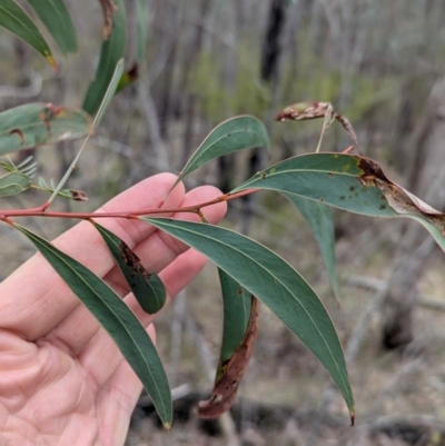 Acacia rubida (Red-stemmed Wattle, Red-leaved Wattle) at Talmalmo, NSW - 28 Jul 2024 by Darcy