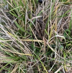 Nassella neesiana (Chilean Needlegrass) at Watson, ACT - 22 Jul 2024 by waltraud