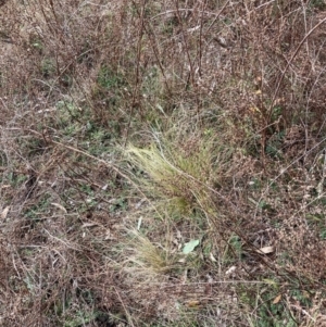 Nassella trichotoma at Watson, ACT - 22 Jul 2024