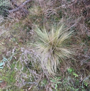 Nassella trichotoma at Watson, ACT - 22 Jul 2024