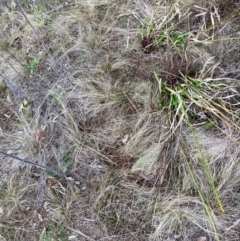 Nassella trichotoma (Serrated Tussock) at Watson, ACT - 22 Jul 2024 by waltraud