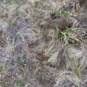 Nassella trichotoma at Watson, ACT - 22 Jul 2024